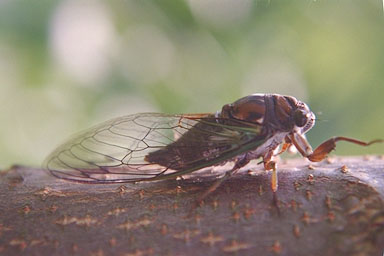 Les Daniels. Adult Cicada