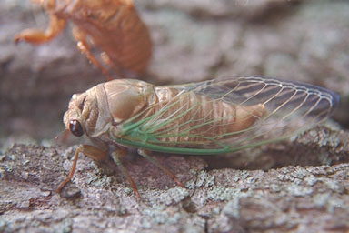 Les Daniels. Teneral Cicada