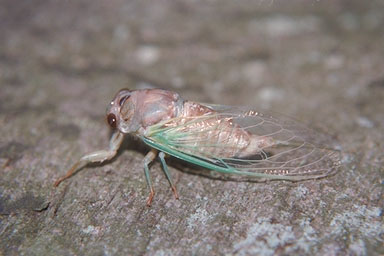 Les Daniels. Teneral Cicada