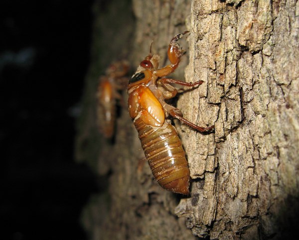 Cicada nymph. Roy Troutman. Brood XIV. 