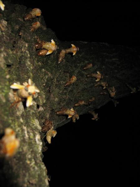 Roy Troutman. Brood XIV. Molting Cicadas on a Tree