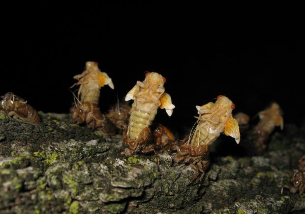 Molting Magicicadas. Molting magicicada. Magicicada with white eyes. Molting Magicicada. Roy Troutman. Brood XIV. 