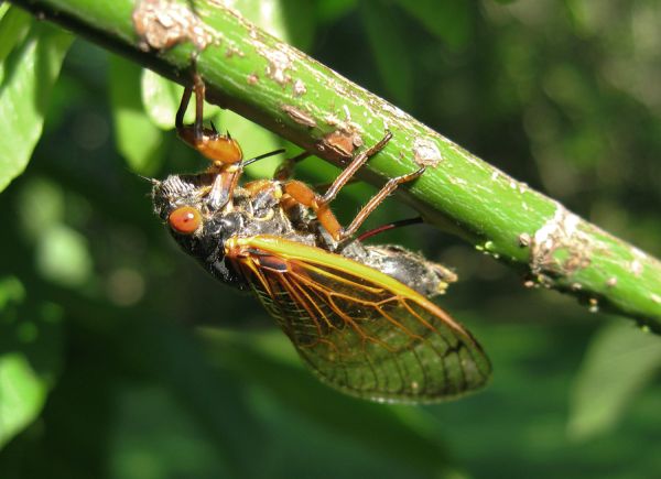 Adult Magicicada. Magicicada exuvia. Roy Troutman. Brood XIV. 