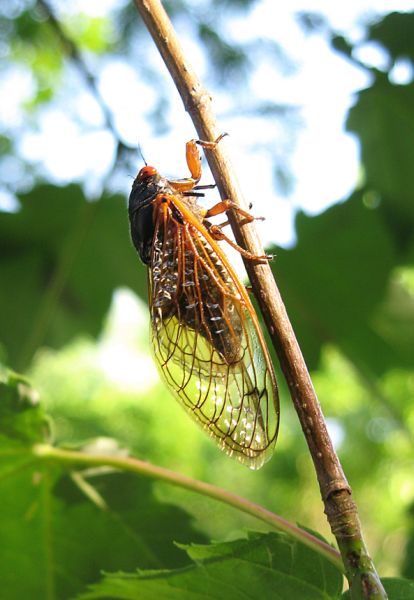 Adult Magicicada. Magicicada exuvia. Roy Troutman. Brood XIV. 