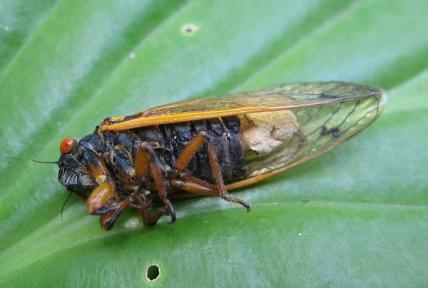 Magicicada with fungal infection. Molting Magicicadas. Molting Magicicadas. Molting magicicada. Magicicada with white eyes. Molting Magicicada. Roy Troutman. Brood XIV. 