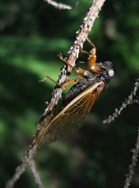 Magicicada with white eyes. Molting Magicicada. Roy Troutman. Brood XIV. 