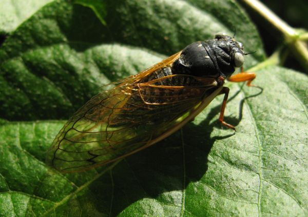 Adult Magicicada. Magicicada exuvia. Roy Troutman. Brood XIV. 