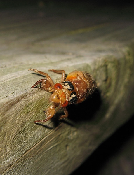 Magicicada nymph. Roy Troutman. Brood XIV. 