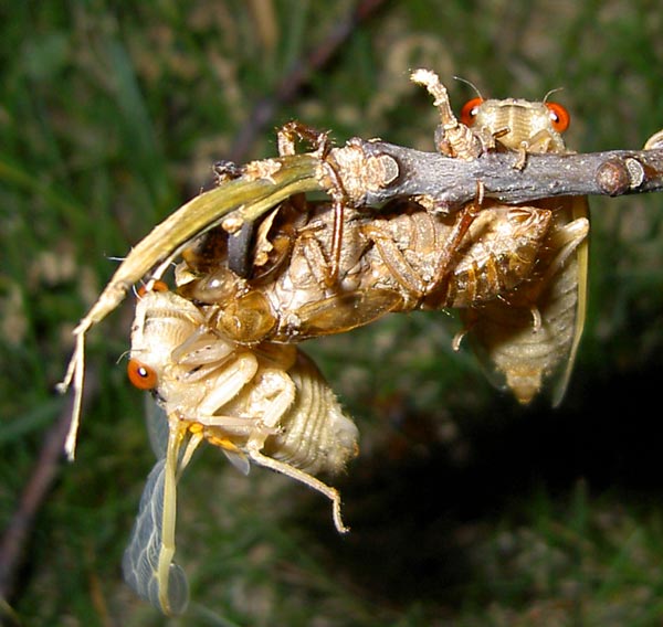 Brood XIII Magicicada cicadas by James P. A funny photo from James P. from Glenview, IL. 2007.