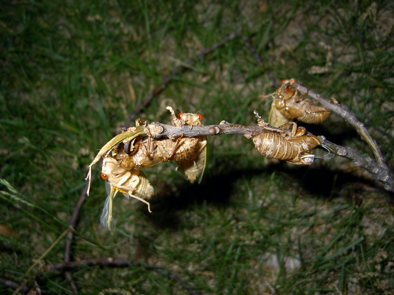 Brood XIII Magicicada cicadas by James P. A funny photo from James P. from Glenview, IL. 2007.