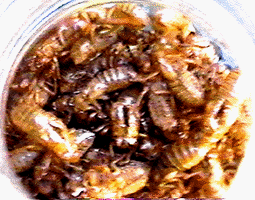 Magicicada exuiva in a jar