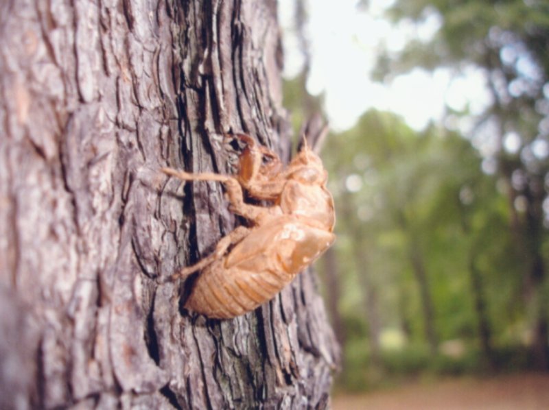 Cicada exuvia by Joe Green. 2009. Florida.