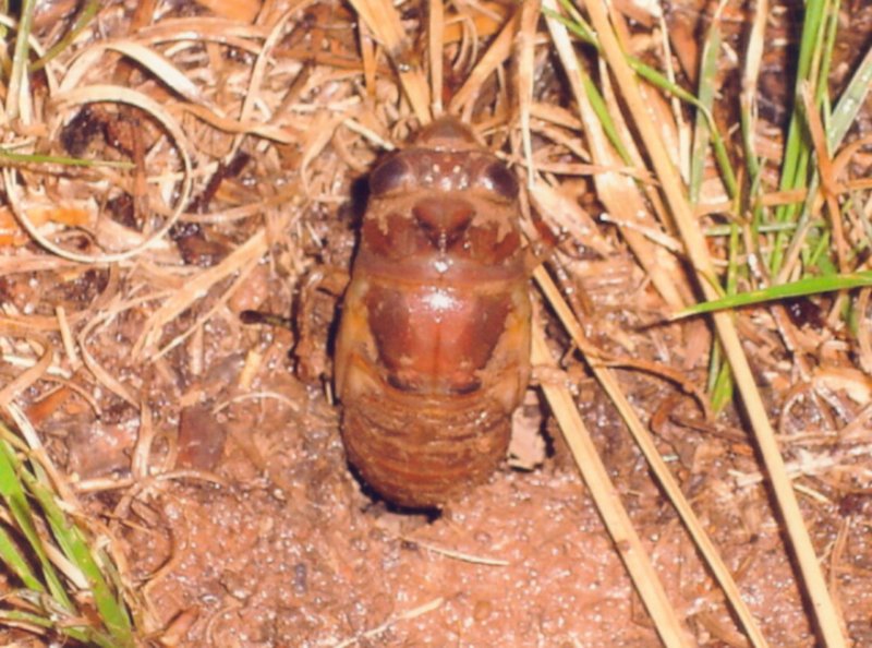 Cicada nymph by Joe Green. 2009. Florida.