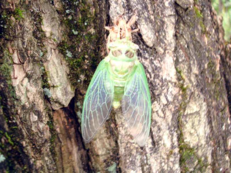 Teneral Megatibicen auletes. Photo by Joe Green. Florida. 2009.