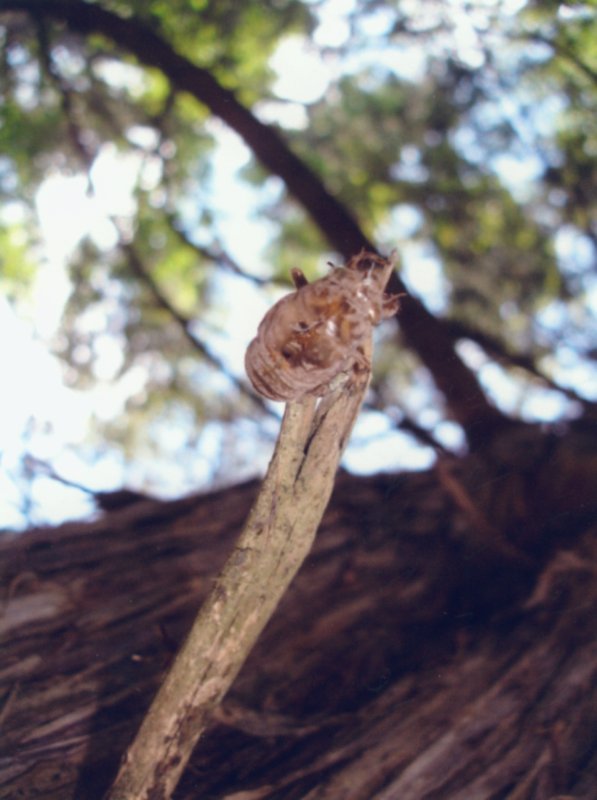 Cicada exuvia. Photo by Joe Green. 2009. Florida.