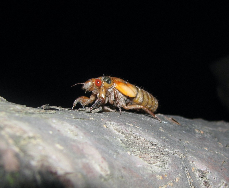 Brood XIII cicada photos by Mark Muto, from 2007. Photos were taken in North Riverside, Illinois. 