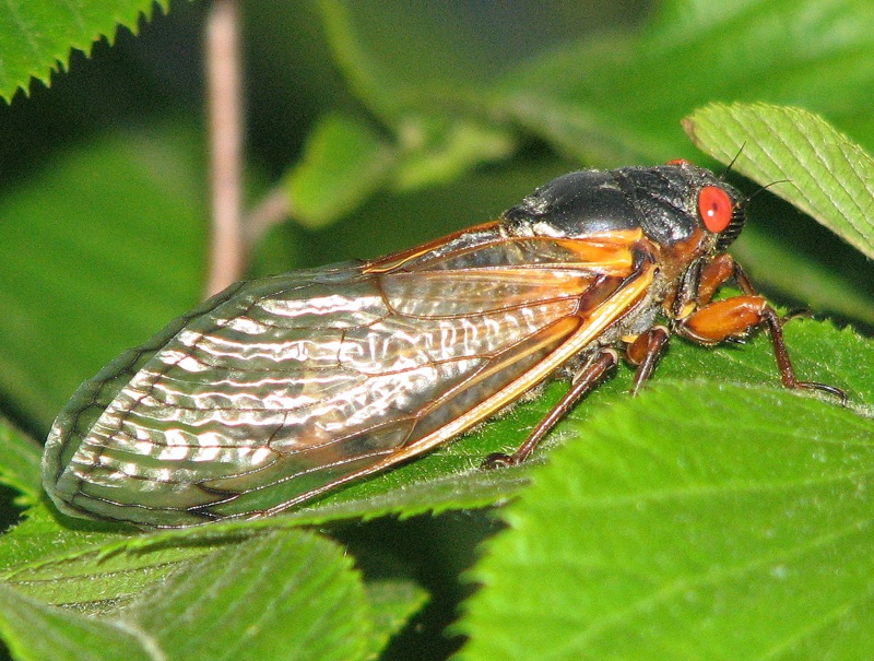 Brood XIII cicada photos by Mark Muto, from 2007. Photos were taken in North Riverside, Illinois. 