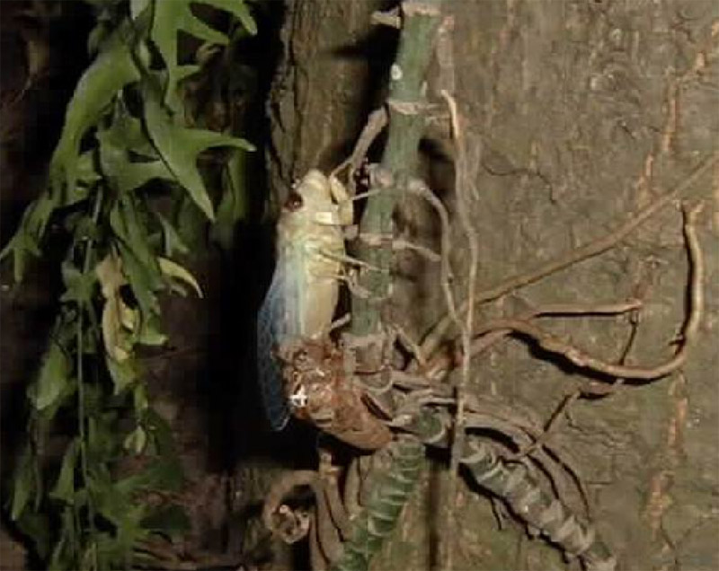 Santisuk Vibul Newly Emerged Cicada on a Tree. Thailand. 2006.