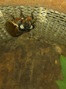 White-eyed cicada found by Nathan Voss of Spring Hill, TN. Brood XIX. 2011.