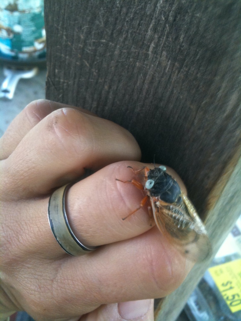 White-eyed cicada from Serena Cochrane of Gerald, MO. Brood XIX. 2011.