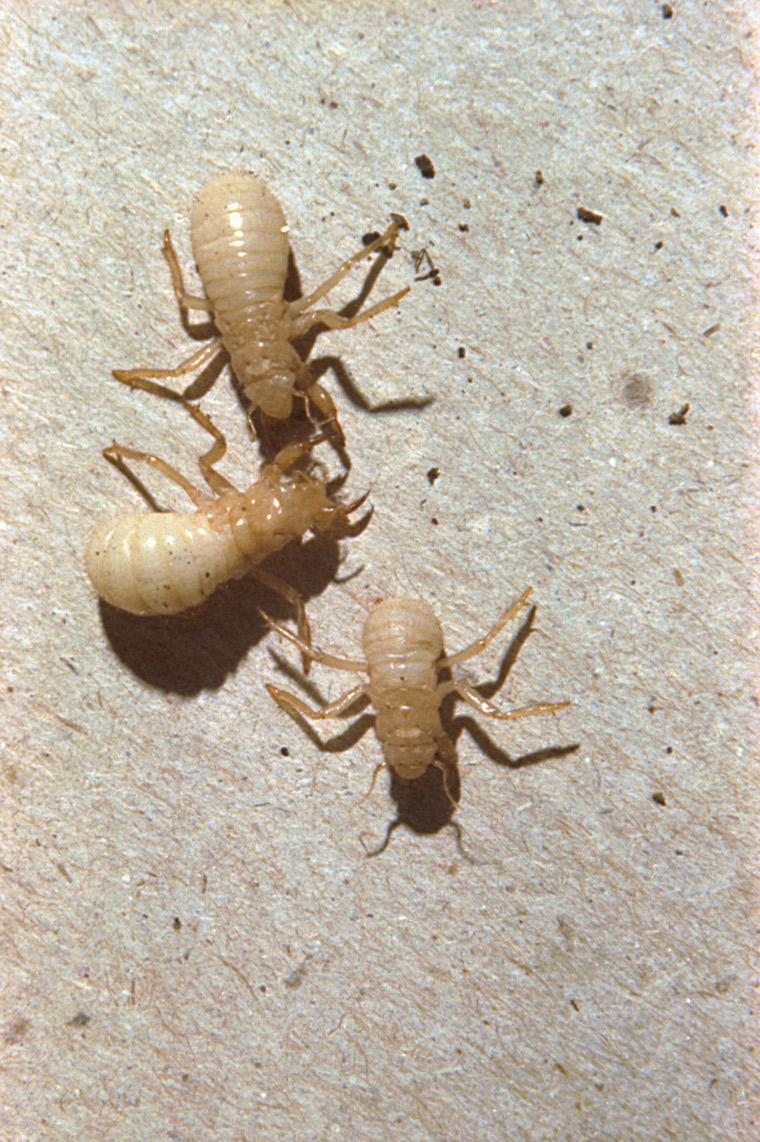 1983 immature Magicicada nymphs. Roy Troutman.