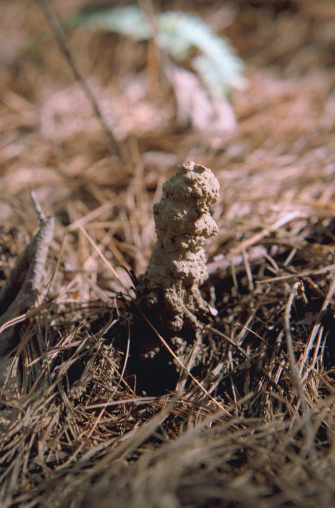 Roy 1987 Cicada Chimney