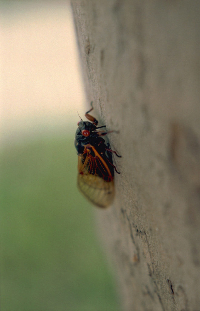 Roy 1987 Cicada Feeding