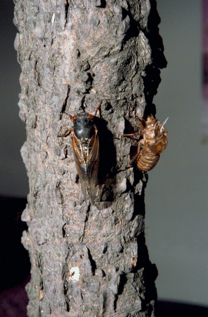 Roy 1987 Cicada Next to Shell