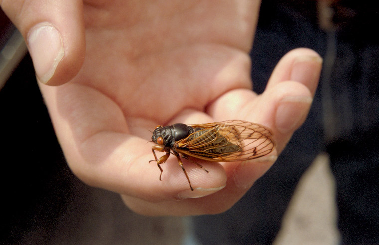 Roy 1987 Cicada on Finger