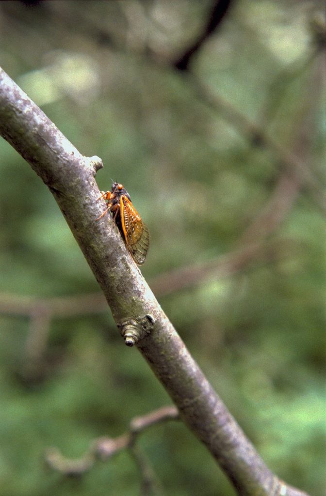 Roy 1987 Cicada on Small Branch