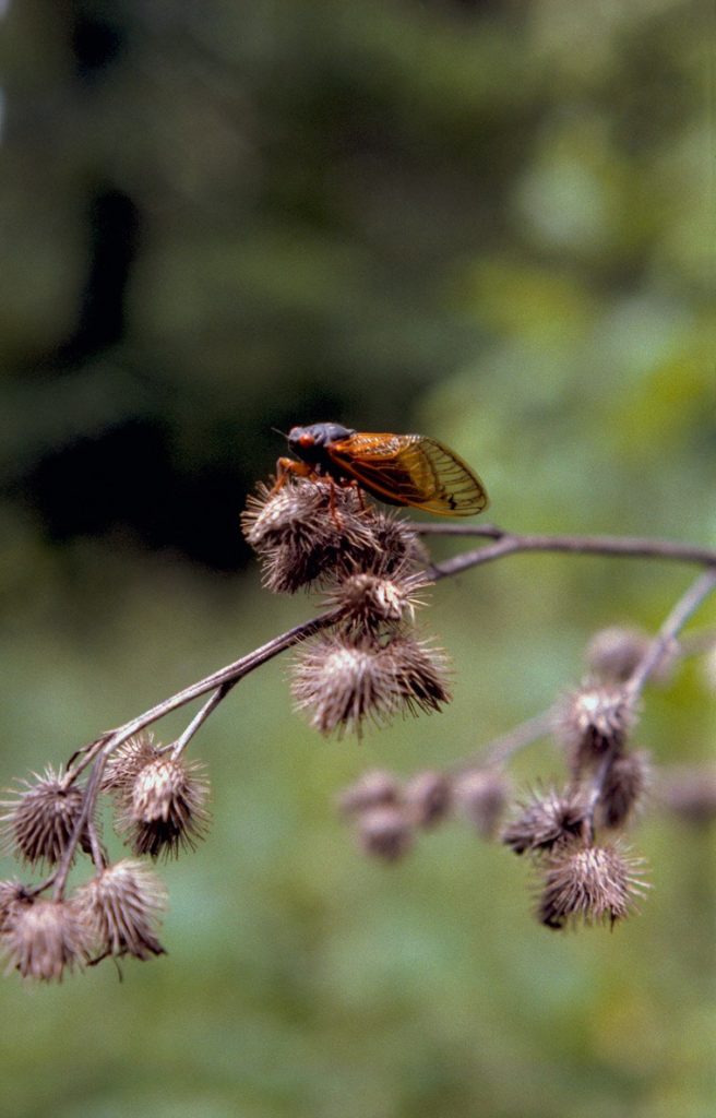 Roy 1987 Cicada on Thistle