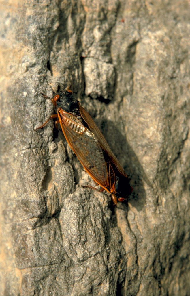 Roy 1987 Mating Cicadas