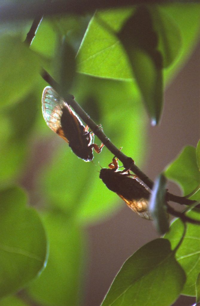 Roy 1988 2 Cicadas in Silhouette