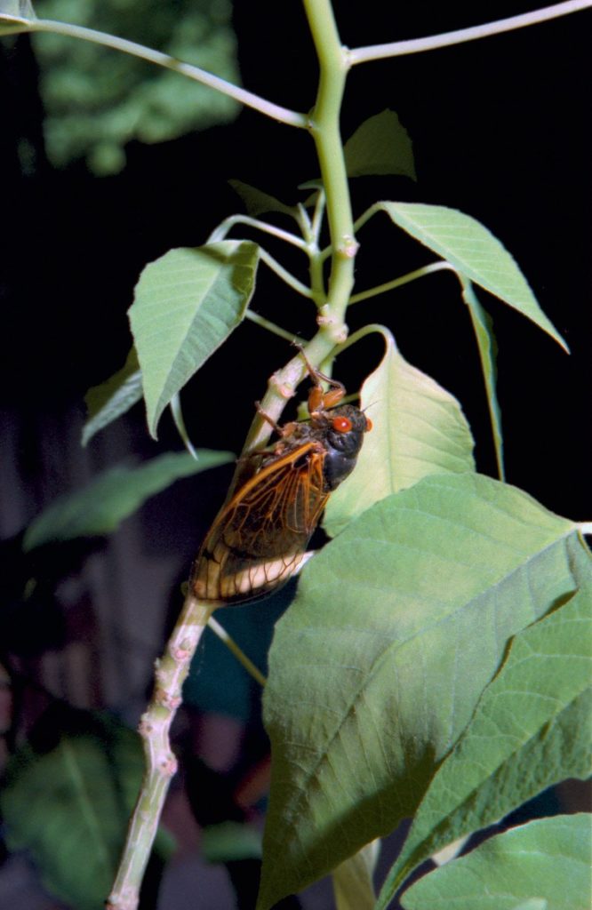 Roy 1988 Straggler Cicada