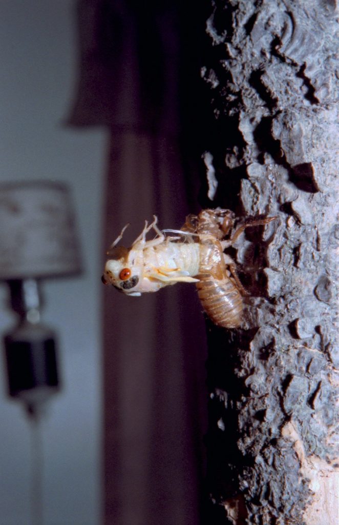 Roy 1988 Straggler Cicada Molting