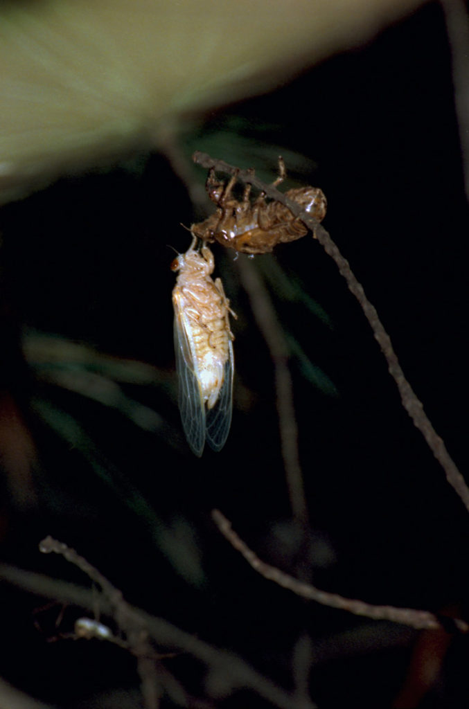 Roy 1991 Cicada Drying