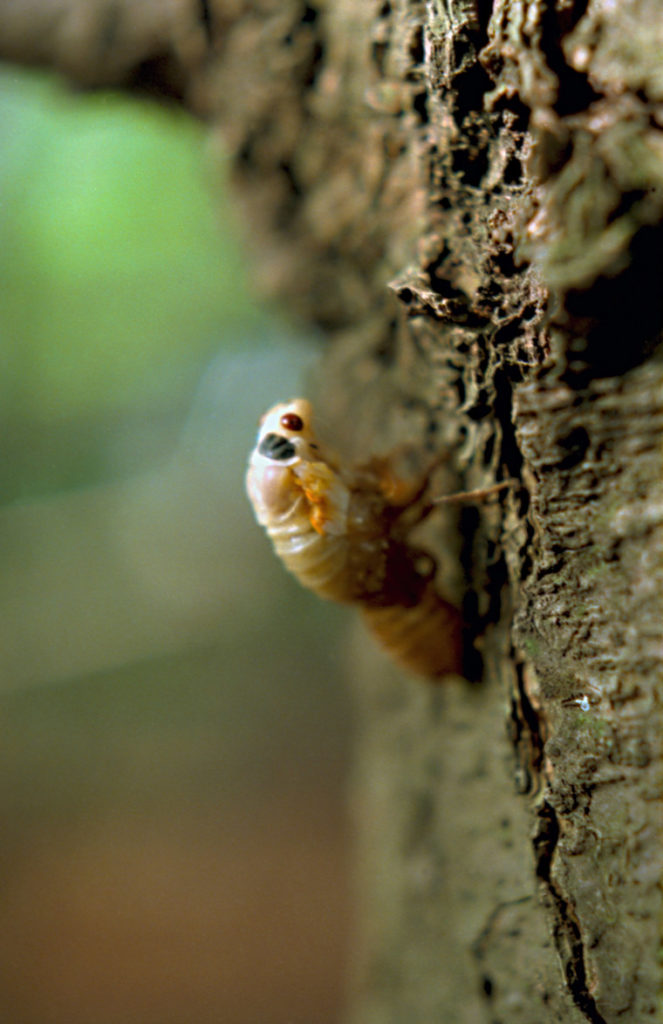 Roy 1991 Cicada Molting