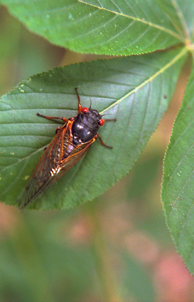 Roy 1991 Cicada on Buckeye