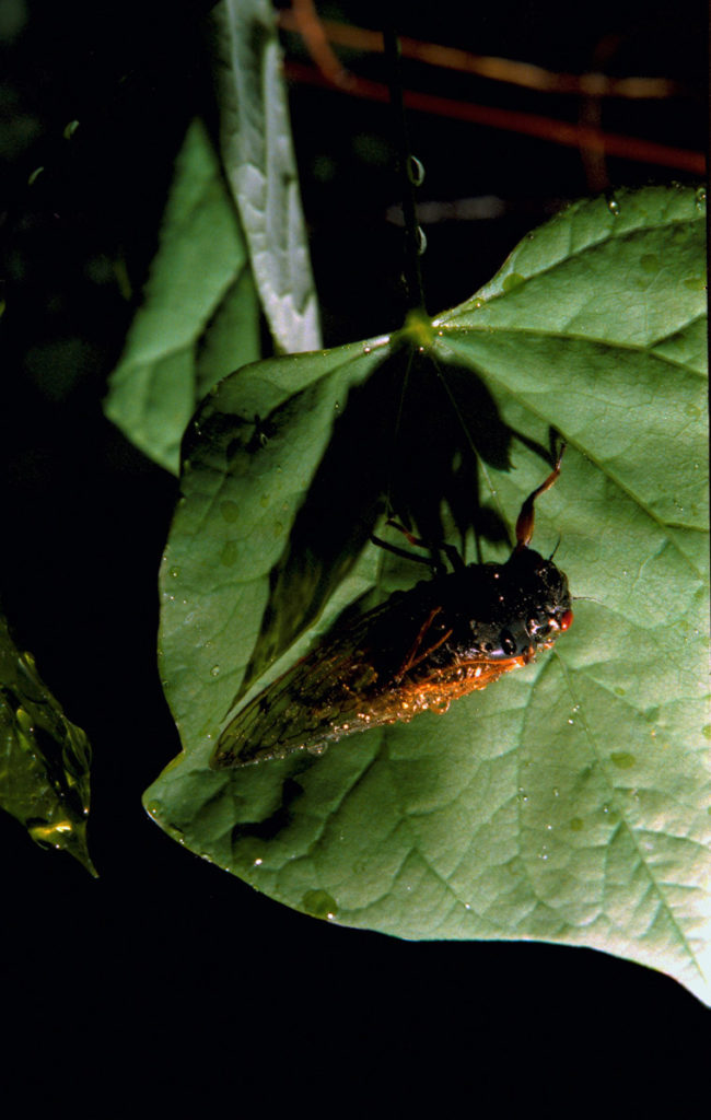 Roy 1991 Cicada on Leaf