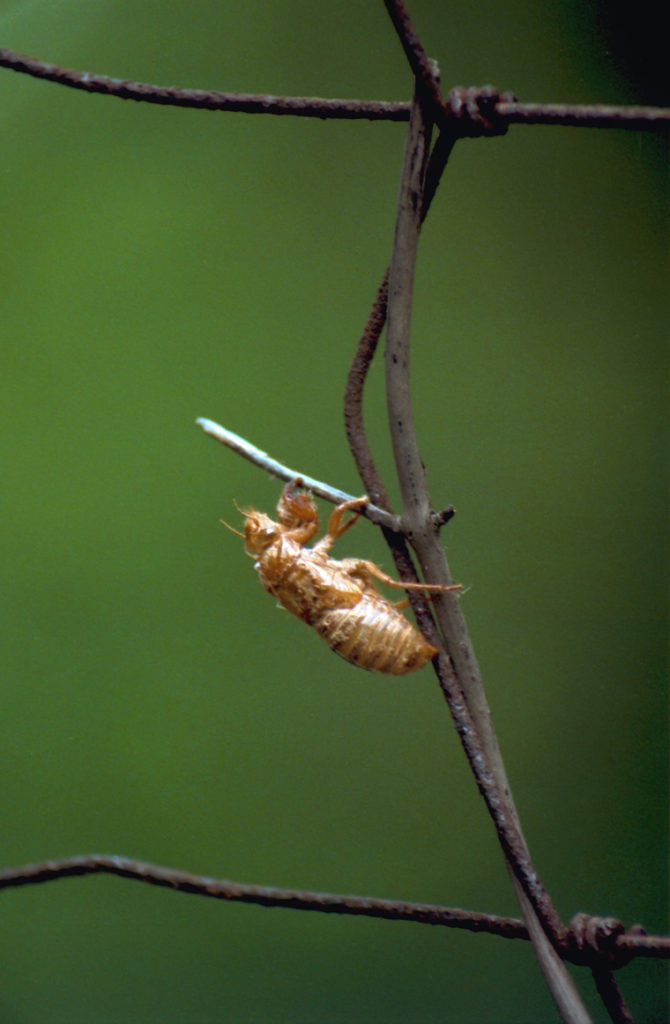 Roy 1991 Cicada Shell