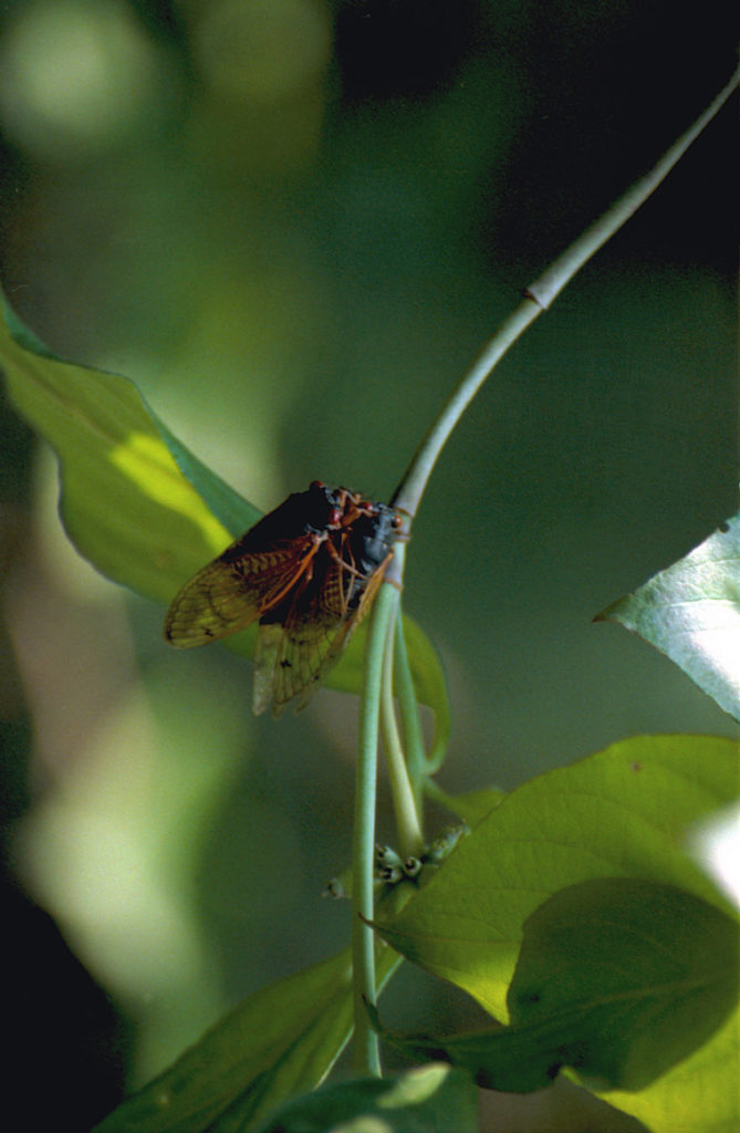 Roy 1991 Mating Cicadas