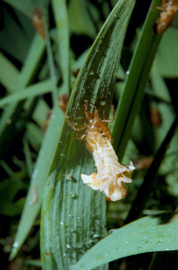 Roy 1991 Nymph Molting