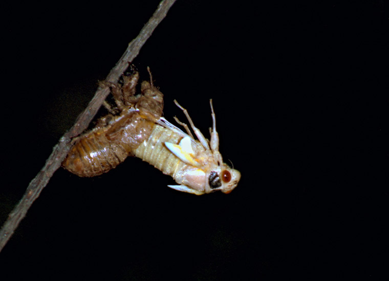 Roy 1991 Nymph Molting