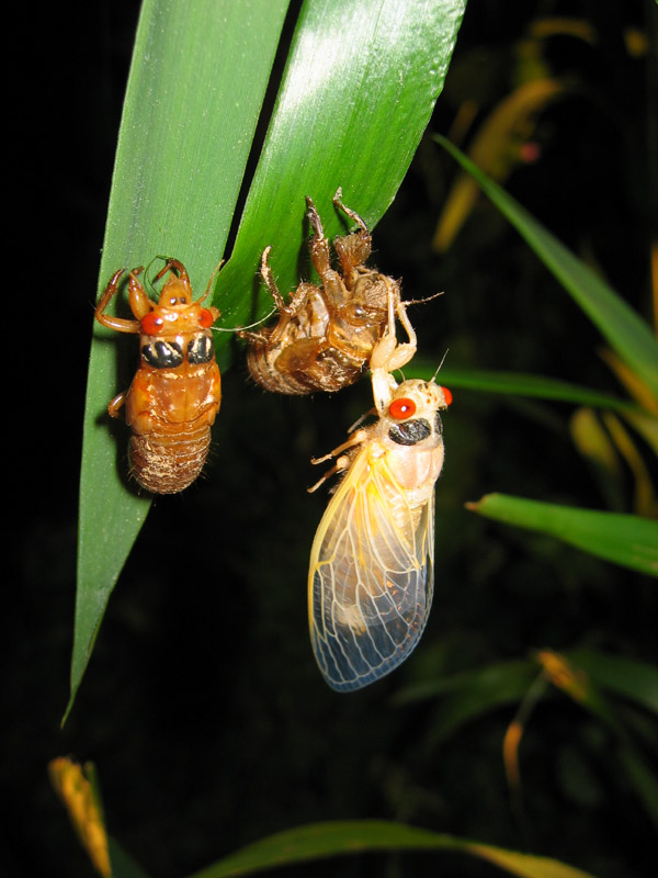 Brood X Magicicada photos by Roy Troutman from 2004. Molted cicada.