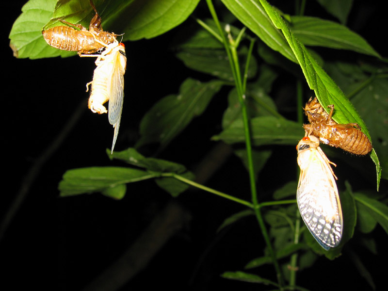 Brood X Magicicada photos by Roy Troutman from 2004. Molted cicadas.