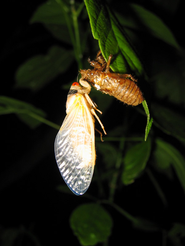 Brood X Magicicada photos by Roy Troutman from 2004. Molted cicada.