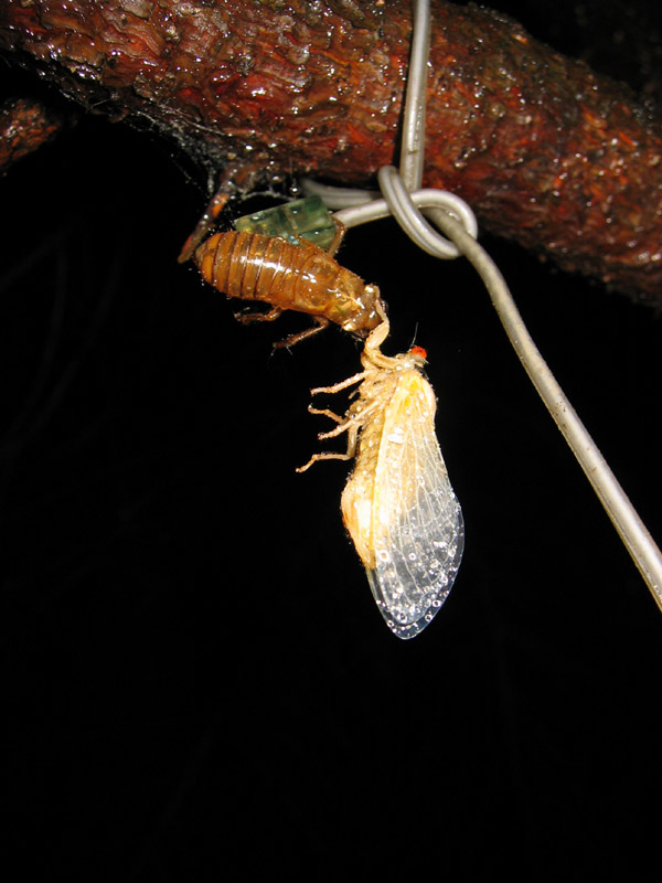 Brood X Magicicada photos by Roy Troutman from 2004. Molted cicada.