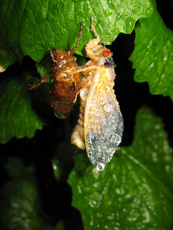 Brood X Magicicada photos by Roy Troutman from 2004. Molted cicada.