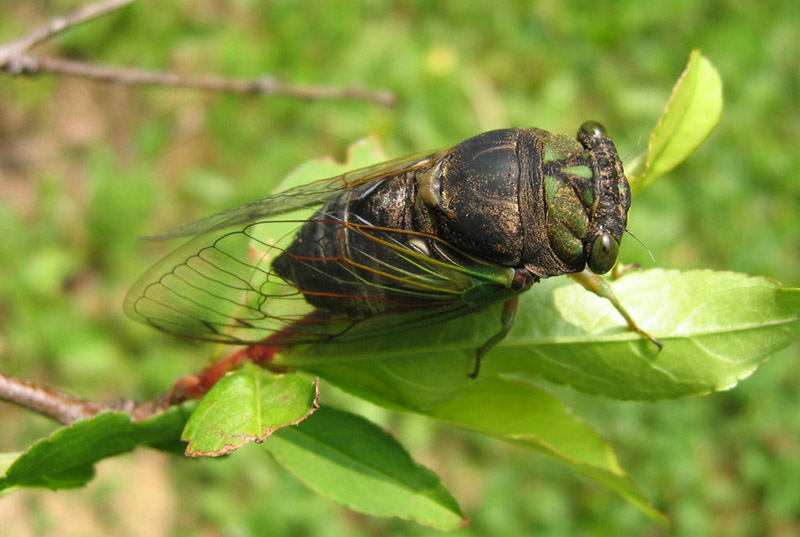 Neotibicen tibicen tibicen (Morning Cicada) photos by Roy Troutman