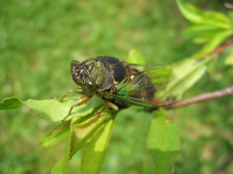Neotibicen tibicen tibicen (Morning Cicada) photos by Roy Troutman